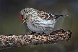 Common Redpoll_24392